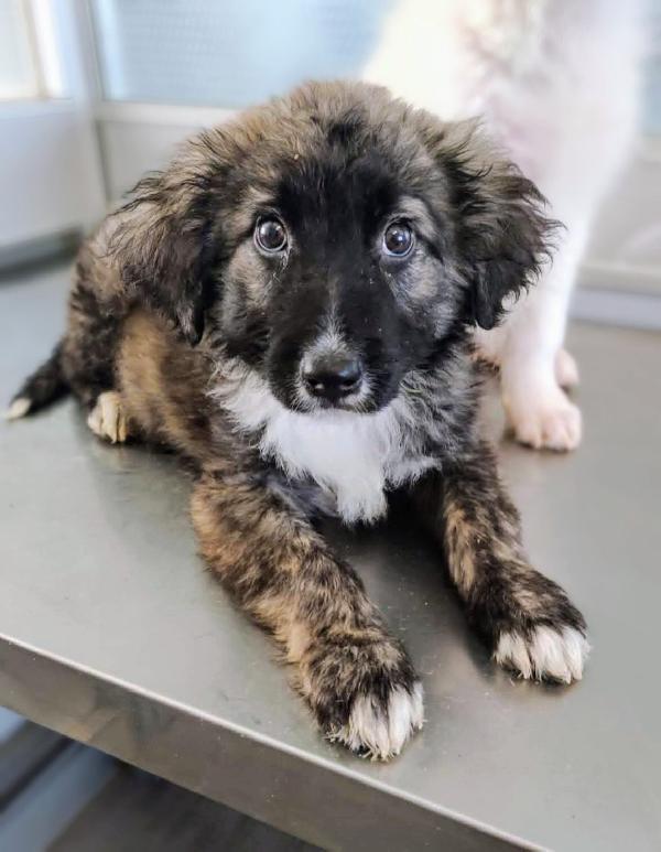 Ludovico Cucciolo In Canile