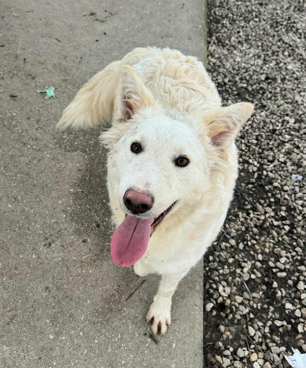 Curzio 10 Mesi Taglia Media 