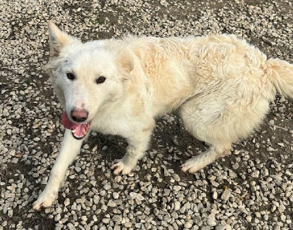 Curzio 10 mesi taglia media  Foto 3