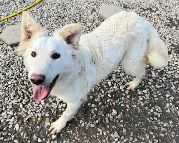 Curzio 10 mesi taglia media  Foto 2