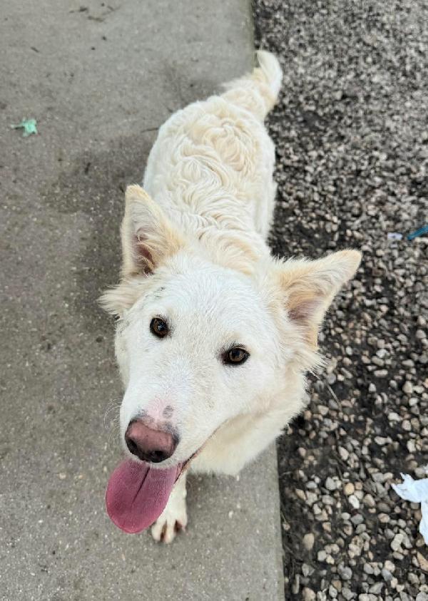 Curzio 10 mesi taglia media  Foto 4