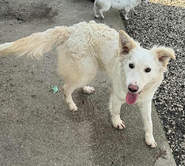 Curzio 10 mesi taglia media  Foto 5