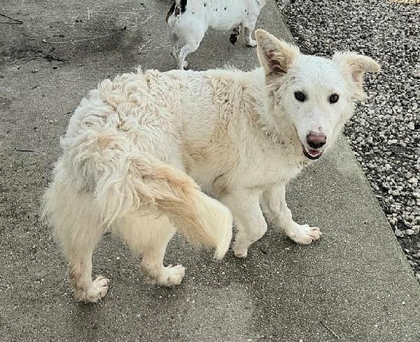 Curzio 10 mesi taglia media  Foto 6