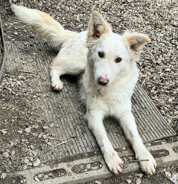 Curzio 10 mesi taglia media  Foto 7