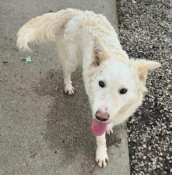 Curzio 10 mesi taglia media  Foto 8