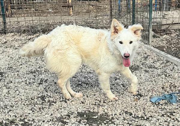 Curzio 10 mesi taglia media  Foto 9