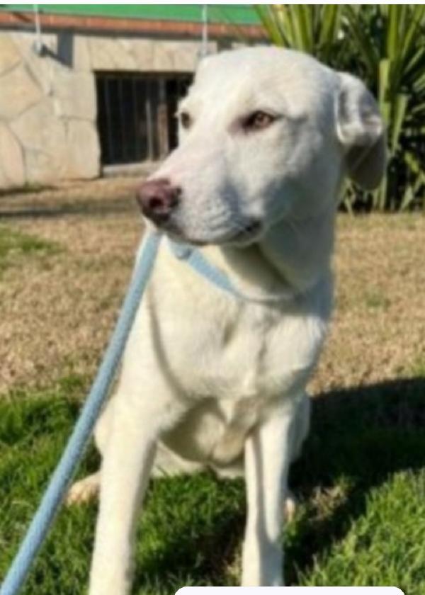 Mix Labrador Femmina 4Anni Da Cucciola In Canile.matera