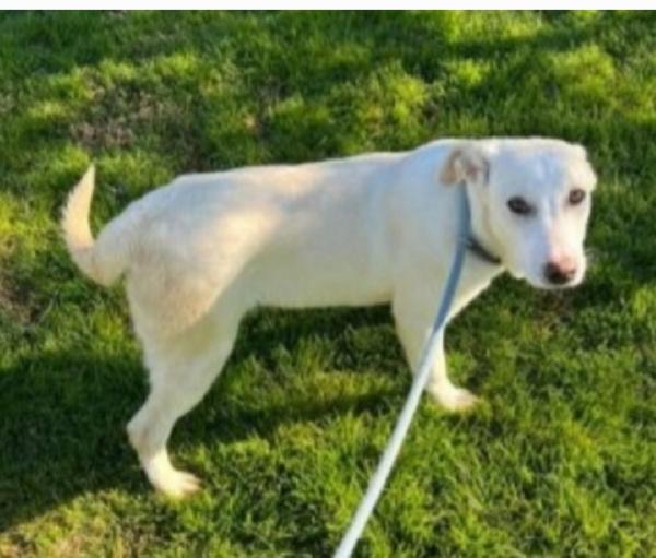 Mix Labrador femmina 4anni da cucciola in canile.MATERA Foto 2