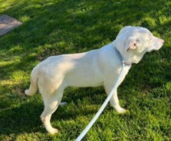 Mix Labrador femmina 4anni da cucciola in canile.MATERA Foto 3