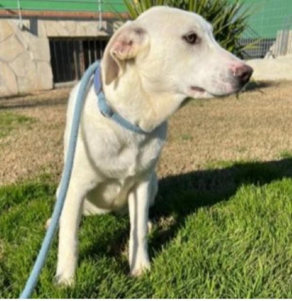 Mix Labrador femmina 4anni da cucciola in canile.MATERA Foto 4