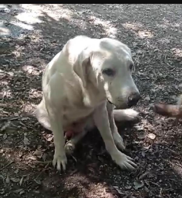 Labrador puro adulto in canile da anni.NAPOLI Foto 2