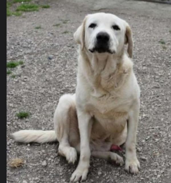 Labrador puro adulto in canile da anni.NAPOLI Foto 5