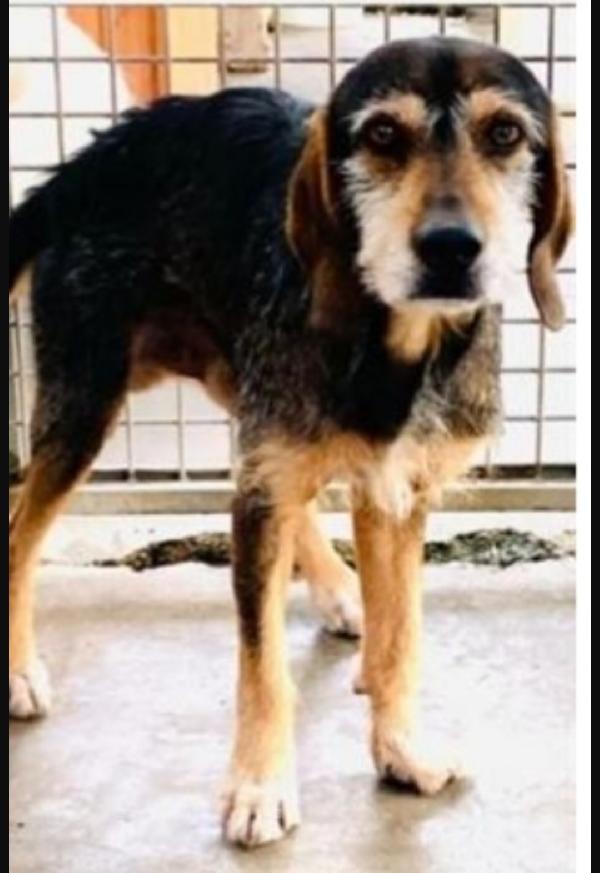 Teo Segugio Anziano Da Cucciolo In Canile! Urbino