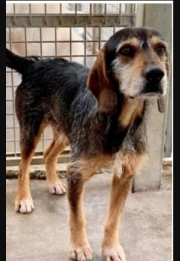Teo Segugio anziano da cucciolo in canile! URBINO Foto 2