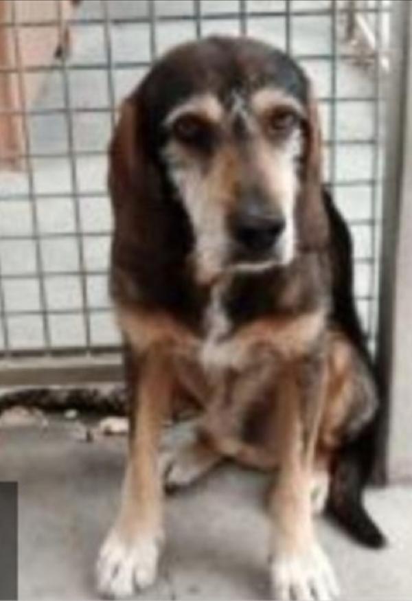 Teo Segugio anziano da cucciolo in canile! URBINO Foto 3