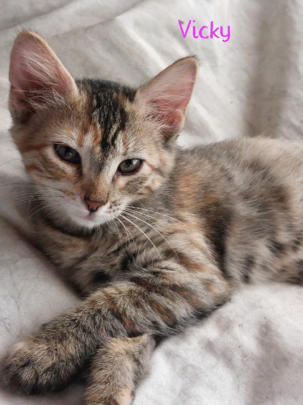 SWEETY, SONYA, VICKY Foto 3