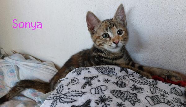 SWEETY, SONYA, VICKY Foto 9