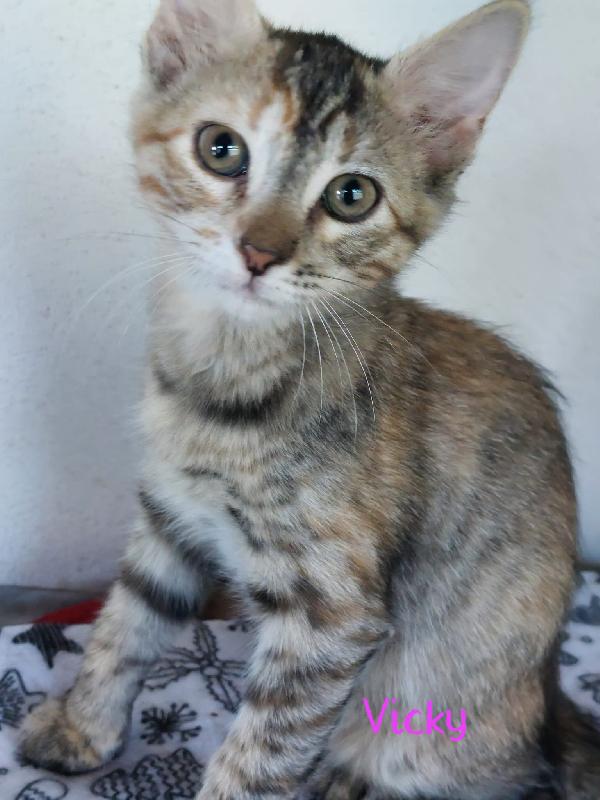 SWEETY, SONYA, VICKY Foto 10