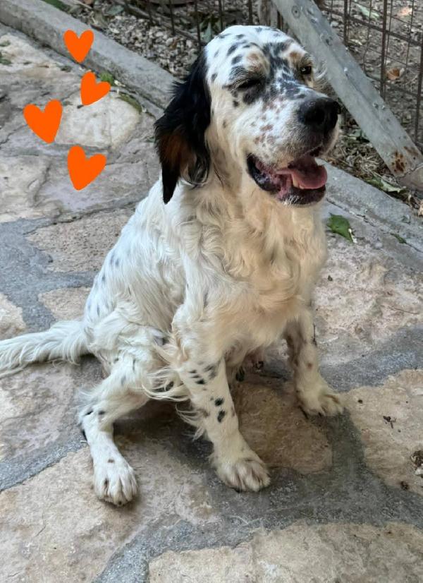 Mirta, Giovane Setter Inglese