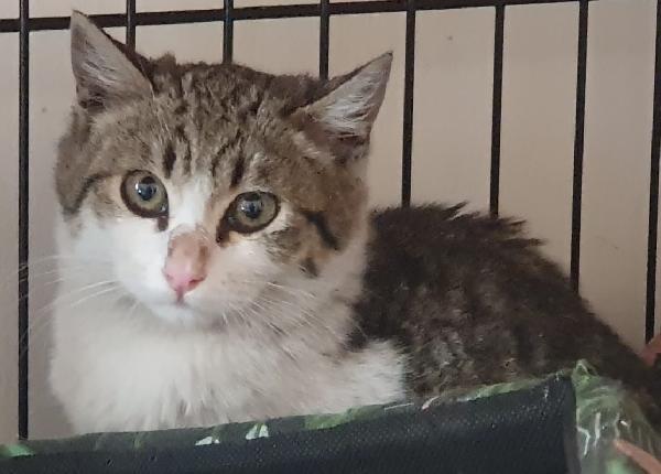 MARTINA, 2,5 mesi Foto 2