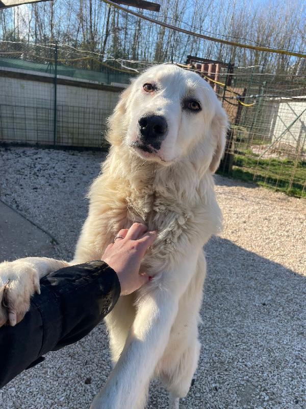 OSLO : SUPER COCCOLONE Foto 2