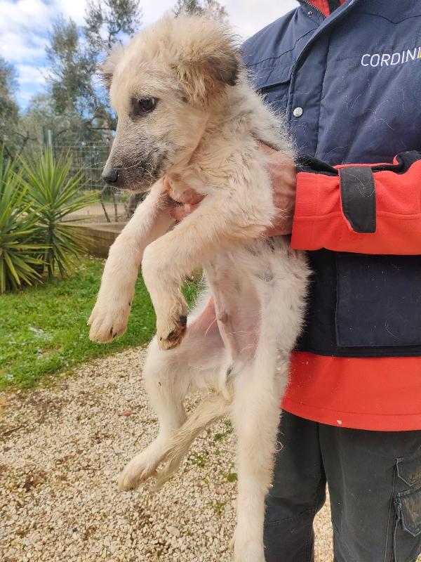 Scricciolo Un Cucciolo Indifeso In Canile