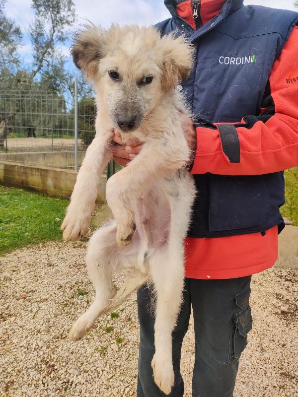 Scricciolo un cucciolo indifeso in canile Foto 2