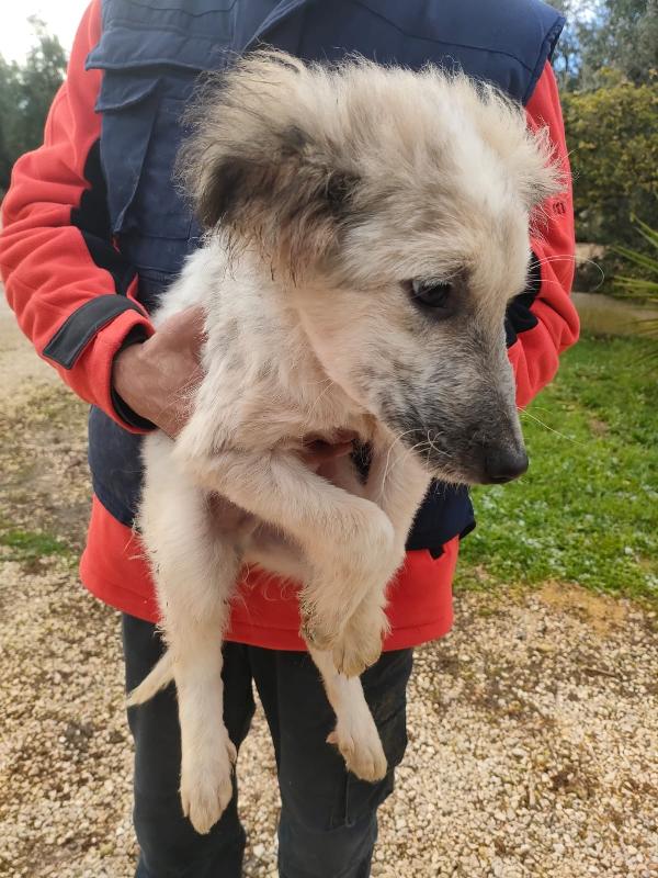 Scricciolo un cucciolo indifeso in canile Foto 3