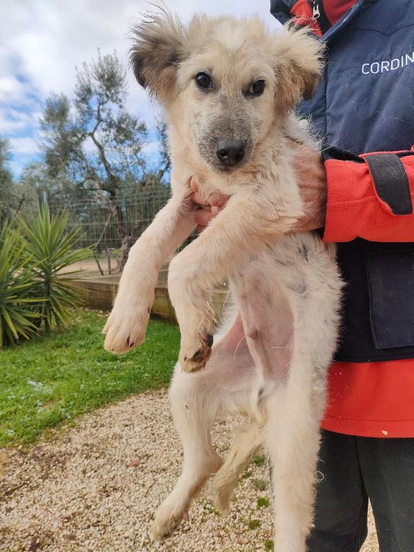 Scricciolo un cucciolo indifeso in canile Foto 4