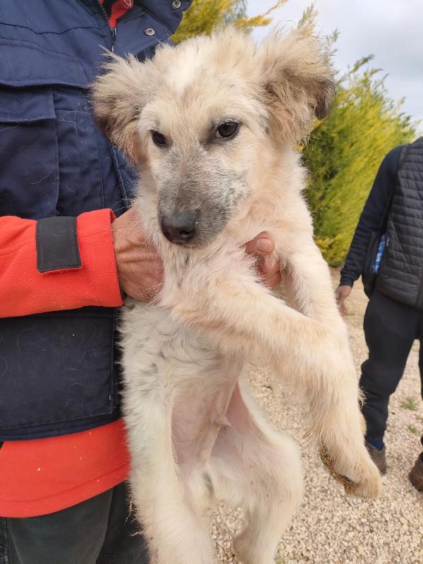 Scricciolo un cucciolo indifeso in canile Foto 5