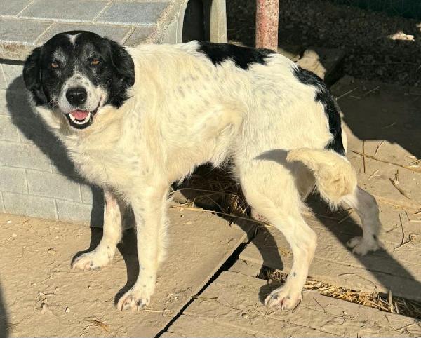 Tessa 2 Anni Taglia Media 