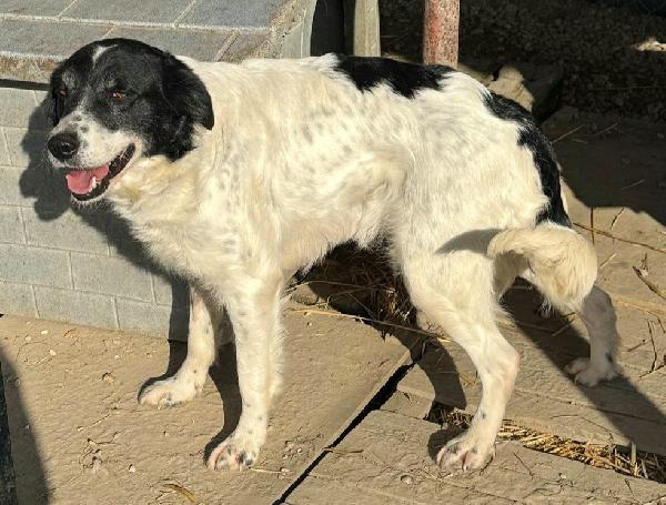 Tessa 2 anni Taglia media  Foto 2