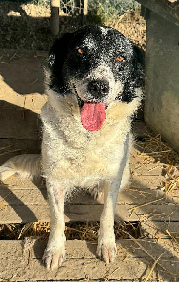 Tessa 2 anni Taglia media  Foto 3