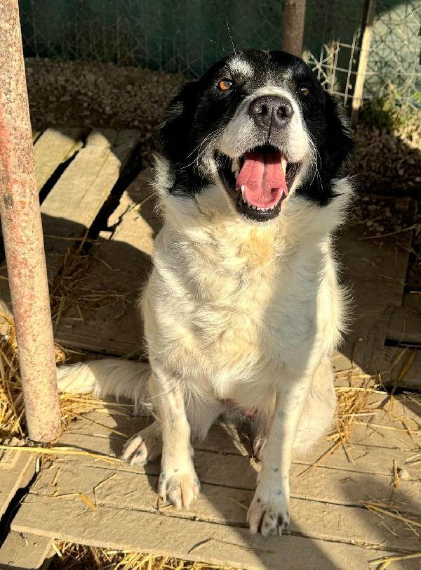 Tessa 2 anni Taglia media  Foto 4