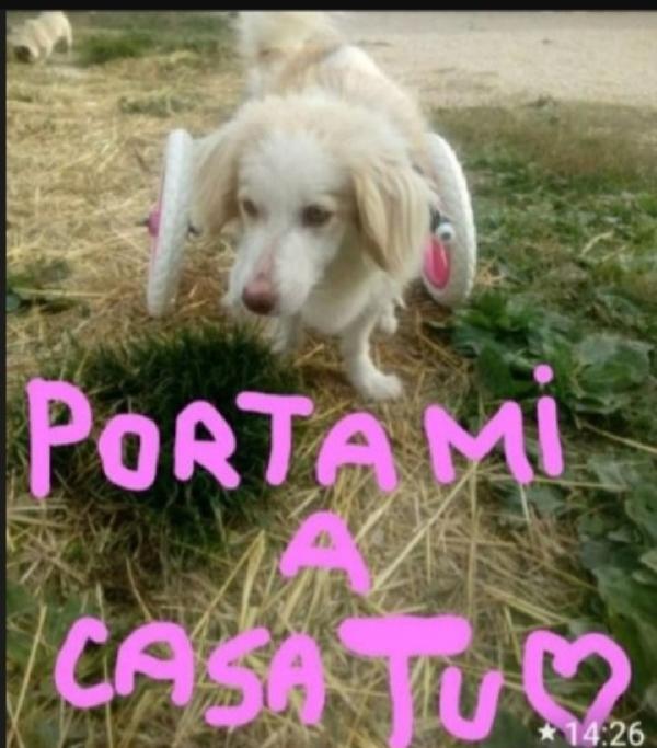 Lula 4anni kg9 PARALIZZATA MA AUTONOMA BEI BISOGNI. Foto 2