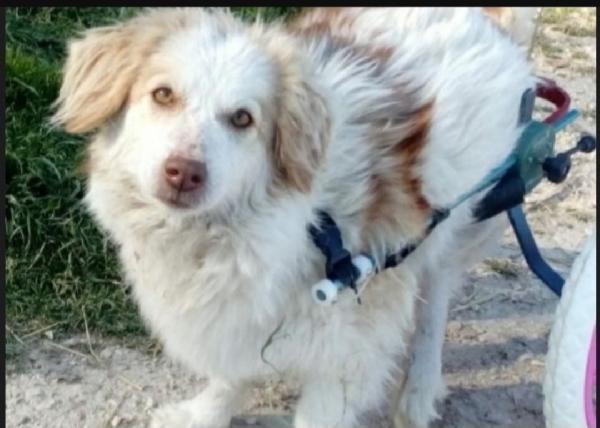 Lula 4anni kg9 PARALIZZATA MA AUTONOMA BEI BISOGNI. Foto 3