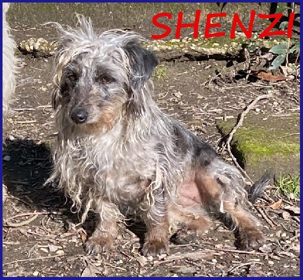 Shenzi Simil Bassottina Tg Piccola, 5 Anni, Ha Bisogno Di Un Ambiente Sereno Per Imparare Ad Essere Felice!