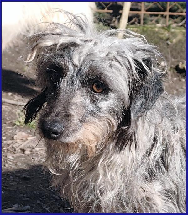 SHENZI SIMIL BASSOTTINA TG PICCOLA, 5 ANNI, HA BISOGNO DI UN AMBIENTE SERENO PER IMPARARE AD ESSERE FELICE! Foto 2