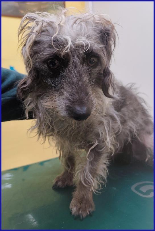 SHENZI SIMIL BASSOTTINA TG PICCOLA, 5 ANNI, HA BISOGNO DI UN AMBIENTE SERENO PER IMPARARE AD ESSERE FELICE! Foto 3