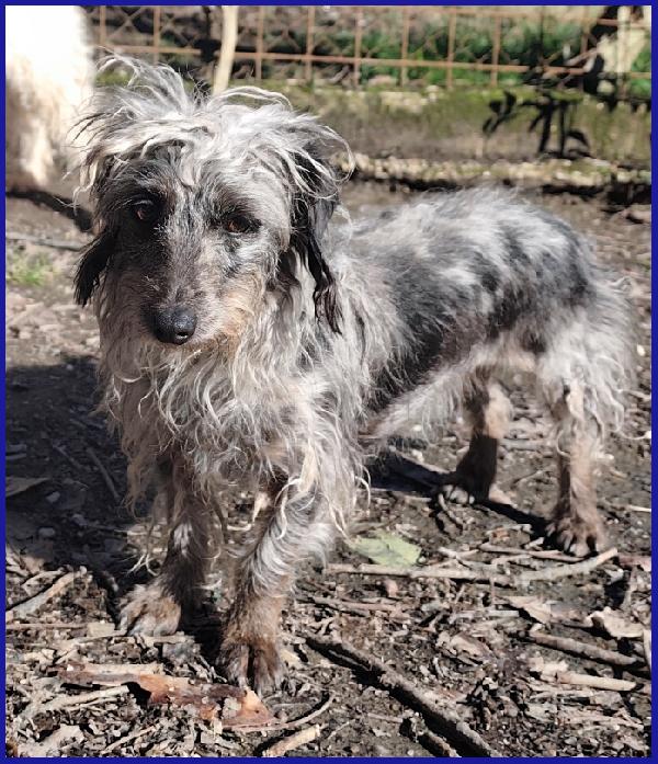 SHENZI SIMIL BASSOTTINA TG PICCOLA, 5 ANNI, HA BISOGNO DI UN AMBIENTE SERENO PER IMPARARE AD ESSERE FELICE! Foto 4