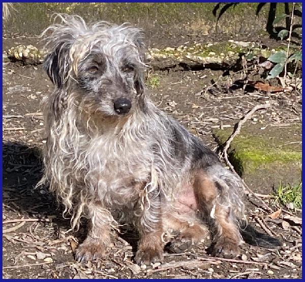 SHENZI SIMIL BASSOTTINA TG PICCOLA, 5 ANNI, HA BISOGNO DI UN AMBIENTE SERENO PER IMPARARE AD ESSERE FELICE! Foto 5