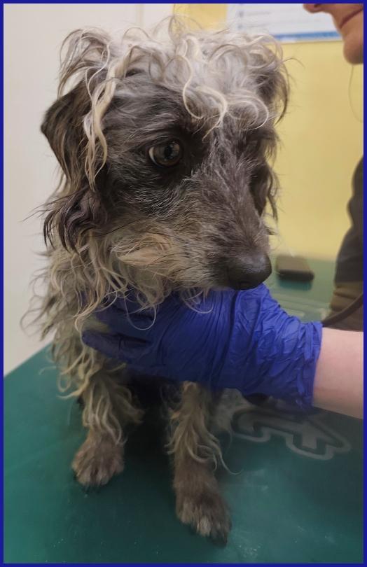 SHENZI SIMIL BASSOTTINA TG PICCOLA, 5 ANNI, HA BISOGNO DI UN AMBIENTE SERENO PER IMPARARE AD ESSERE FELICE! Foto 6