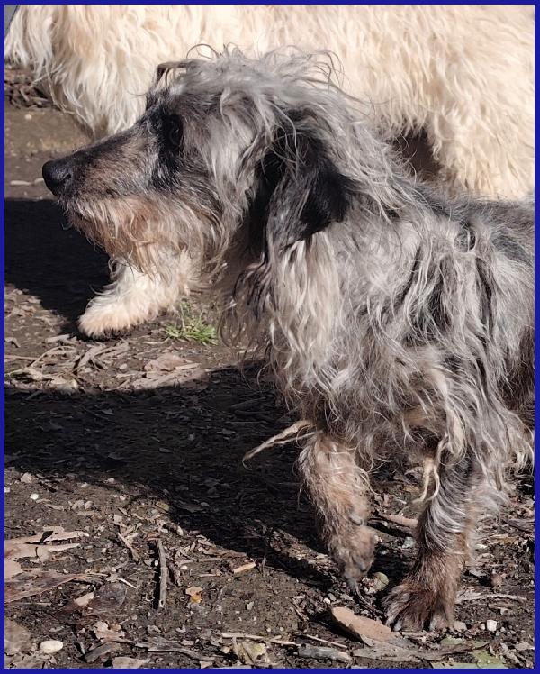 SHENZI SIMIL BASSOTTINA TG PICCOLA, 5 ANNI, HA BISOGNO DI UN AMBIENTE SERENO PER IMPARARE AD ESSERE FELICE! Foto 7
