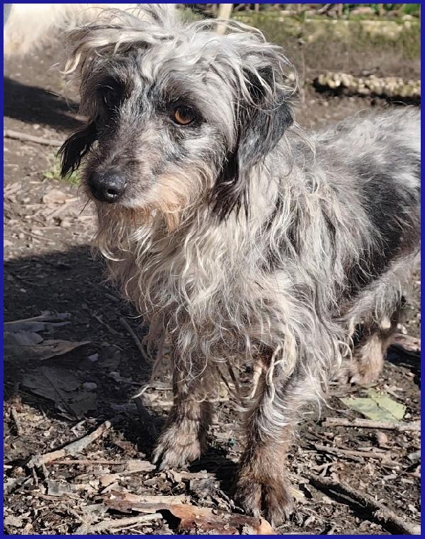 SHENZI SIMIL BASSOTTINA TG PICCOLA, 5 ANNI, HA BISOGNO DI UN AMBIENTE SERENO PER IMPARARE AD ESSERE FELICE! Foto 8