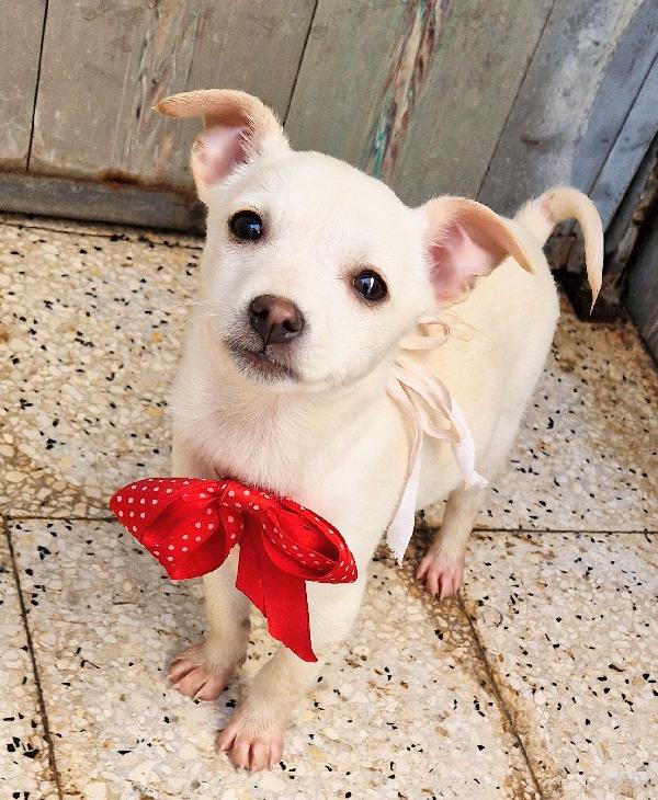 Milly,In Canile,Adottabile In Tutta Italia!