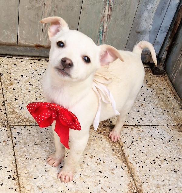 MILLY,IN CANILE,ADOTTABILE IN TUTTA ITALIA! Foto 2