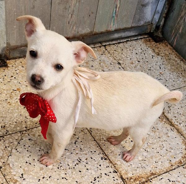 MILLY,IN CANILE,ADOTTABILE IN TUTTA ITALIA! Foto 3