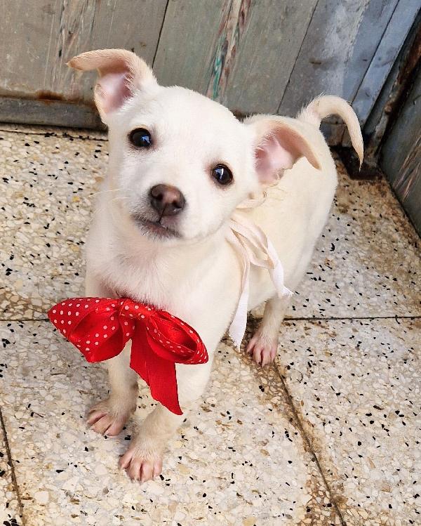 MILLY,IN CANILE,ADOTTABILE IN TUTTA ITALIA! Foto 4