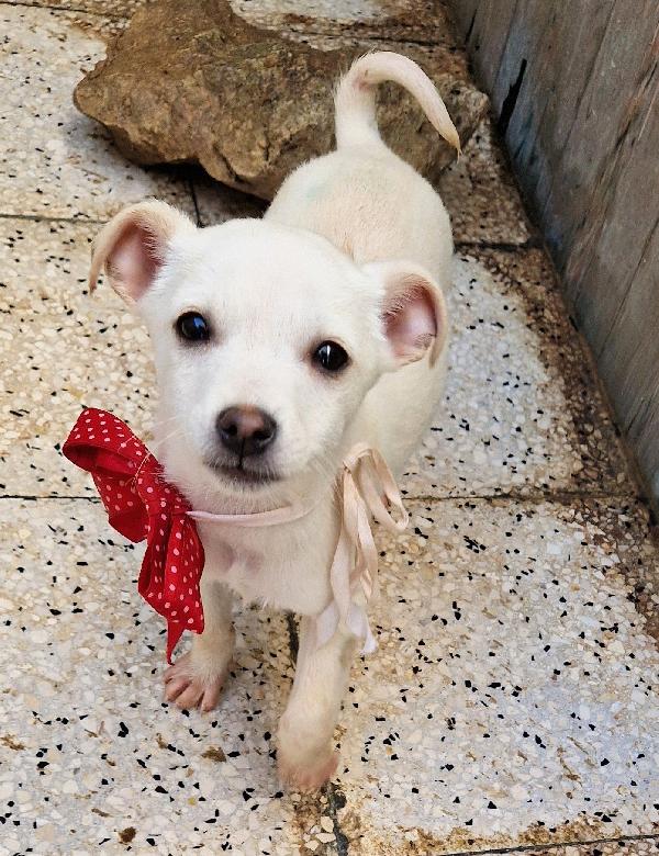 MILLY,IN CANILE,ADOTTABILE IN TUTTA ITALIA! Foto 5