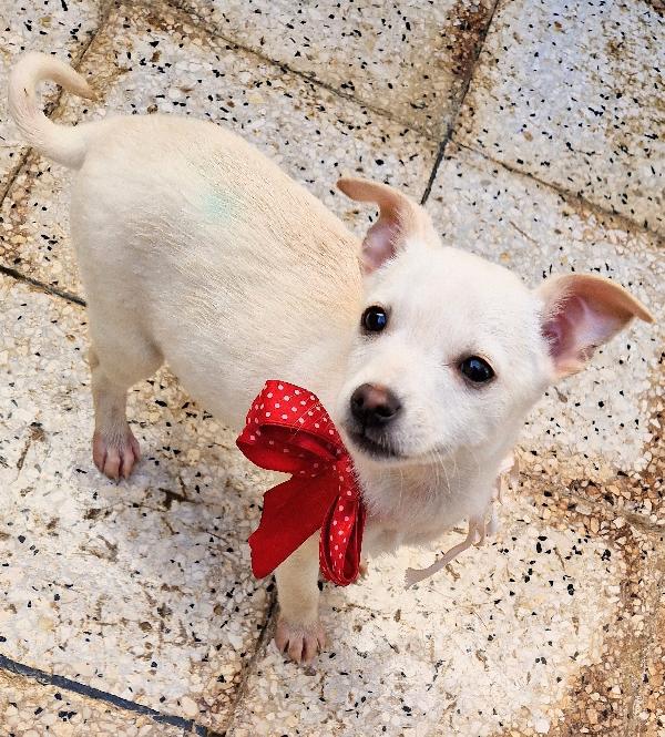 MILLY,IN CANILE,ADOTTABILE IN TUTTA ITALIA! Foto 6